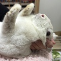 新規保護うさぎの紹介　縁側組