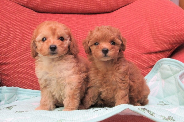 トイプードル子犬紹介と日々のブロク トイプードル子犬紹介と日々のブロク