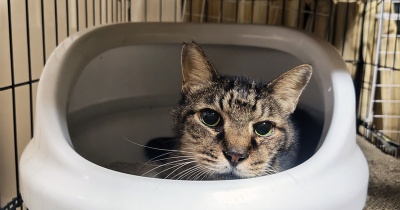 たまお　負けない猫３