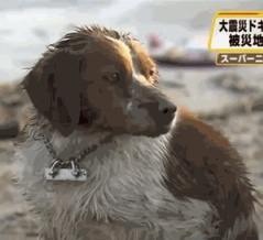 大津波の被害で衰弱した2匹の犬が寄り添う姿に世界が感動