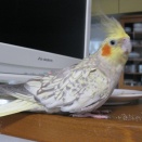 Ｒ．７．１２．１２～１．３．　程度弱