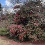 お気楽隠居のゴルフ未練