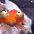 奈良金魚ミュージアム #01