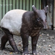 今年の見納め?!プールで遊ぶ砥愛ちゃん