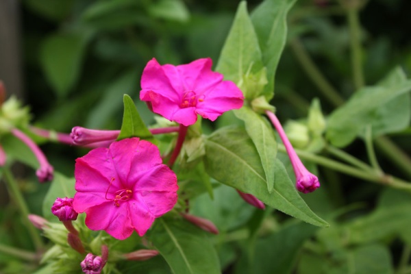 Flower Magazine 誕生花