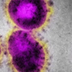 ウィーン発 『コンフィデンシャル』