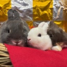 新入りネザー♪