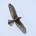 8月の野鳥予報