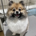 トリミングブログ・SC・ポメラニアン・なぎちゃん