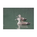 小雨をついて散歩に出たら、案外野鳥がいました（微笑）