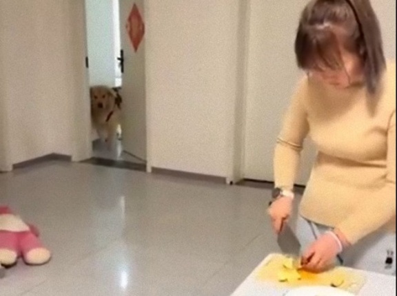 食いしん坊な犬「見つかってないよね!?」飼い主の目を盗んだミッションインポッシブル