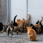 猫写真家・沖 昌之のブログ　野良ねこちゃんねる。　