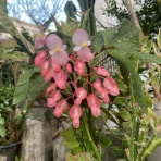 沖縄の自転車店 バイスクルキッズ店主大城のブログ