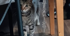 ごまちゃんがいなくなった。と、オレンジバスケット作りました。