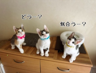 冷や汗な失敗と新しいミシン♪