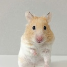 クリームバンデッドのプリン