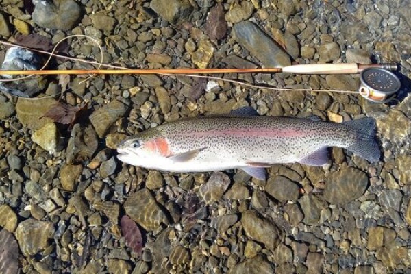 横田ロッド　TN244 6f6in ♯3 J.Yokota maker 1030 横田ロッド TN244 6f6in ♯3 J.Yokota maker 1030 バンブーロッド | J