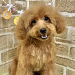 ドッグ＆キャッツ綿半箕輪店