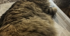 昼寝の場所が見つかってしまったマロちゃん