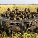 カナダの農家がイノシシの侵入を永久に阻止する驚くべき方法を公開！