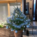 ツリー用のもみの木🌲　届きました！