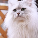 猫カフェ ねこまんまBlog