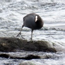 オオバン、ハシビロガモ