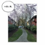 なかめのR子、シアトルで駐妻になる。