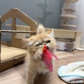 当店イチ押し猫ちゃん✨