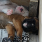 NO BOXER NO LIFE