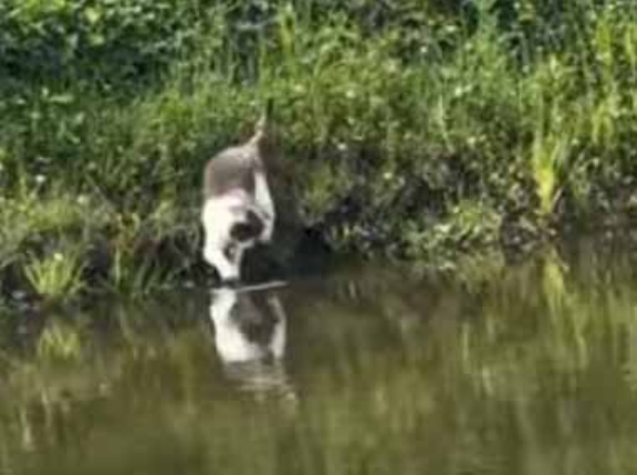 湖で釣りをしていたら対岸にネコが現れた。釣り道具なんていらない → 野生の猫はこうします…