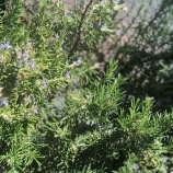 �ء�ī�Τ�������ƣ�浮ɧ���ʤ���ƻ���ͻҤ���������Ƥˡ�����ȯ���ԤȤ��Ƥο��򤢤餿��ƳؤӤޤ��������꤬�Ȥ��������ޤ���😊�٤β���