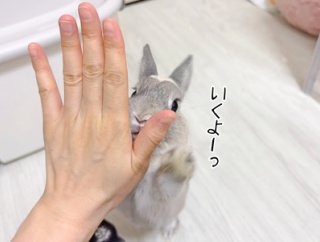 うさぎのルリ(6/24追記)