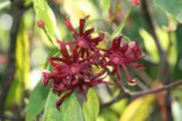 イリシウム フロリダナム シキミ科 シキミ属 Illicium Floridanum 横浜の広瀬農園 新樹種を中心にガーデニング用の庭木 コニファー グラス類 つる植物など植木の苗木を生産