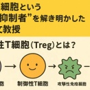 みのり先生も指摘する 制御性T細胞（Treg）が癌免疫を回避して癌の予後不良