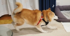 暑いけど、シニア犬貫太元気です♪