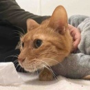 こもるベテラン子猫　20260113