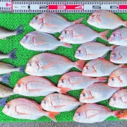 2026年5月17日　釣果