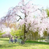 ¡ØÂ礤ʺù¤ÎÌڤβ¼¤ª¤·¤ã¤Ù¤ê¤ò¤¹¤ëʿϤʶõ´Ö¡Ù¤Î²èÁü