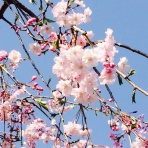 ☆＊.*。ふつーが一番！＊.*。☆