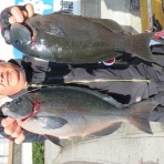 中本渡船　釣果情報