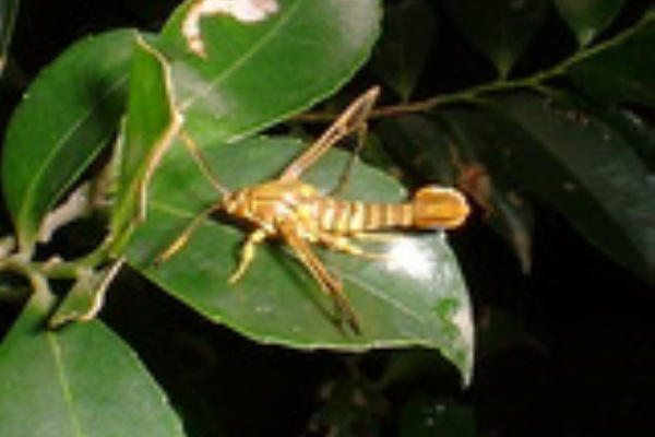 びろうどこがね 蛾