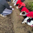 今年も園児さんのサツマイモ掘り