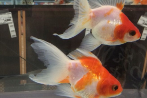 筑波めだか メダカ通信販売のブログ 16