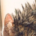 風呂上がりに“ブチ切れ”しながら毛づくろいする愛猫⇨「恐怖すぎる!」「猫を洗ってはいけない」の声