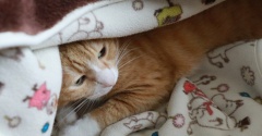 くるまる猫。