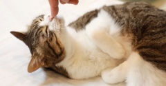 おやつ待ちの猫と白黒ポテチ。