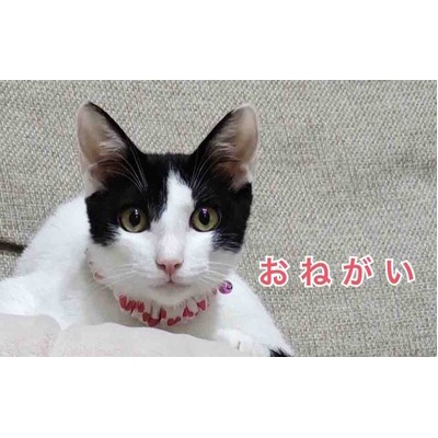 迷い犬 浦安市が団体と協力解消 殺処分ゼロ に影響か Npo法人 福井犬 猫を救う会