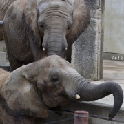 砥愛ちゃん！お姉ちゃんの頭は跨ぐもんじゃありません！
