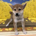 仔犬紹介🌰